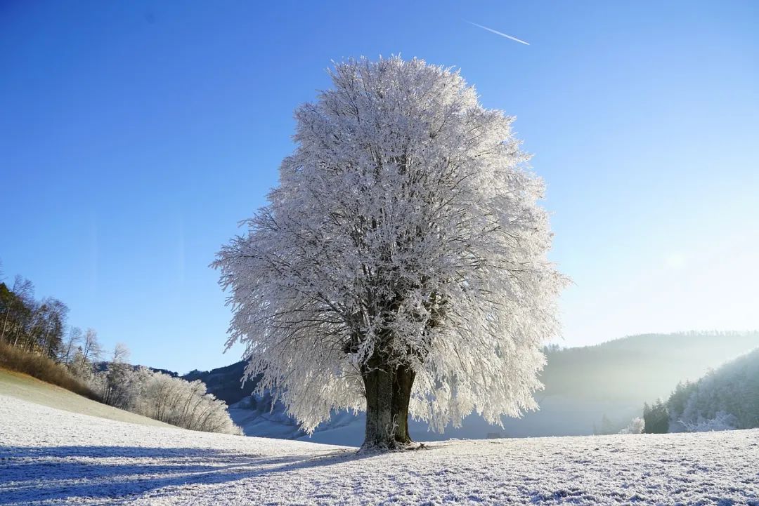 酒中情，雪中梦。.jpg