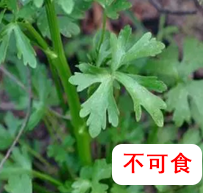 石龙芮.png