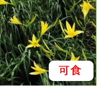 黄花菜.png