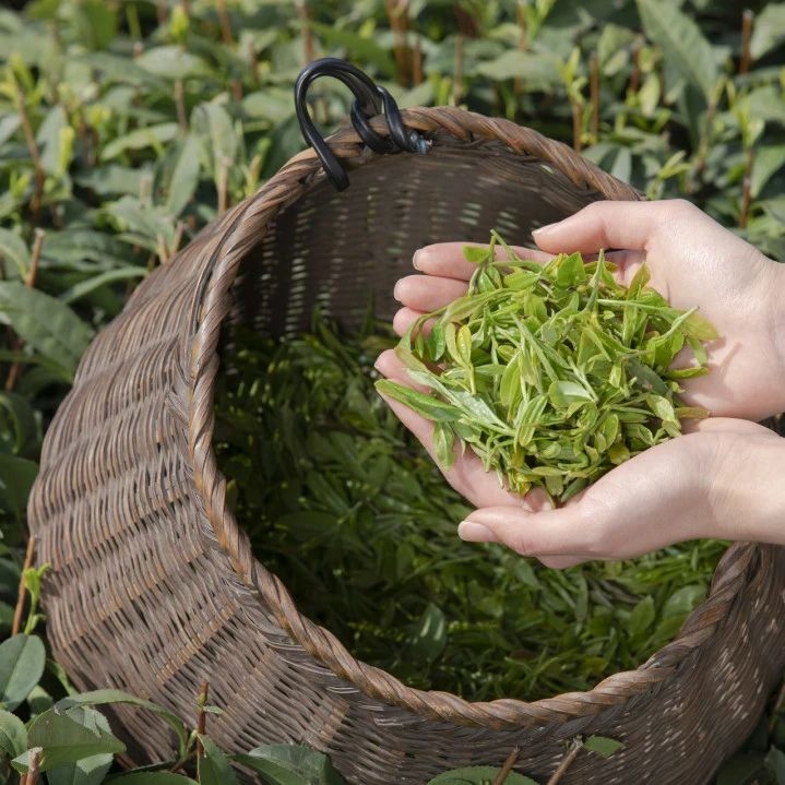 糖尿病是喝茶喝出来的? 医生：这几种茶再爱喝也要停，胰岛扛不住(图2)