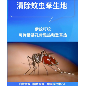 科学与健康｜清积水，灭蚊虫！基孔肯雅热这样防