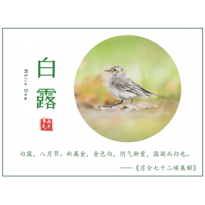 丙午白露，湿寒凝珠