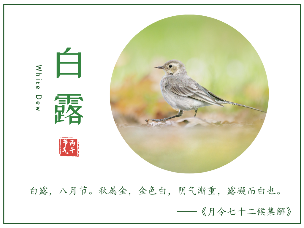 丙午白露，湿寒凝珠(图1)